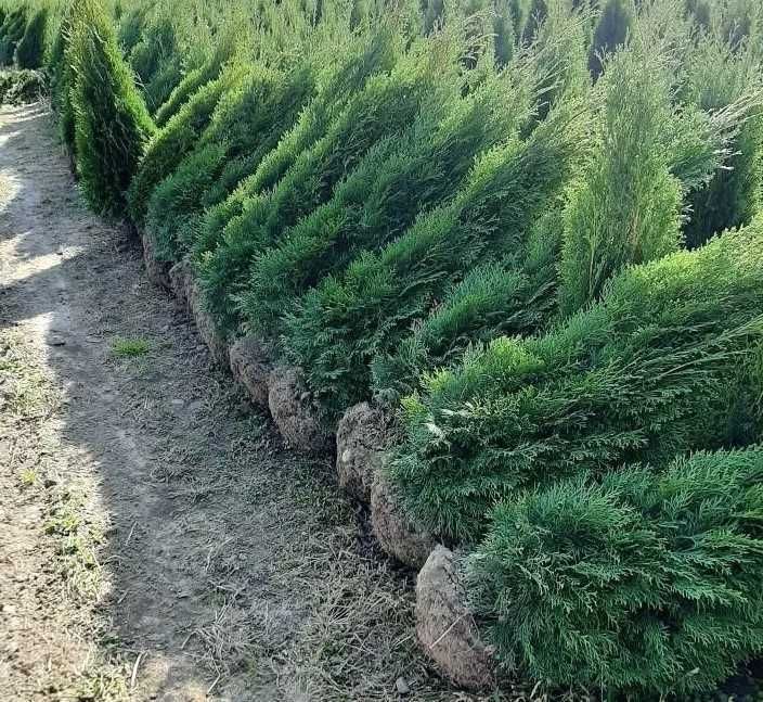 Tuja Szmaragd 220 , 170 cm SADZIMY (dostawa GRATIS cały kraj)