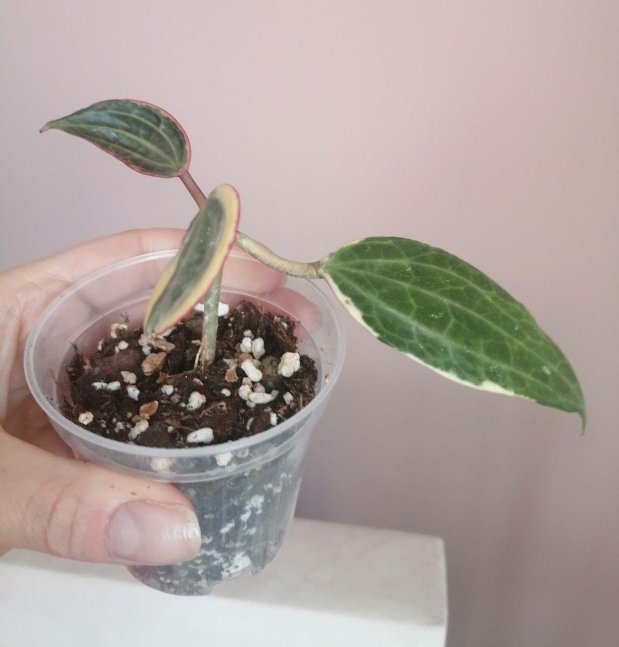 Hoya Macrophylla Albomarginata