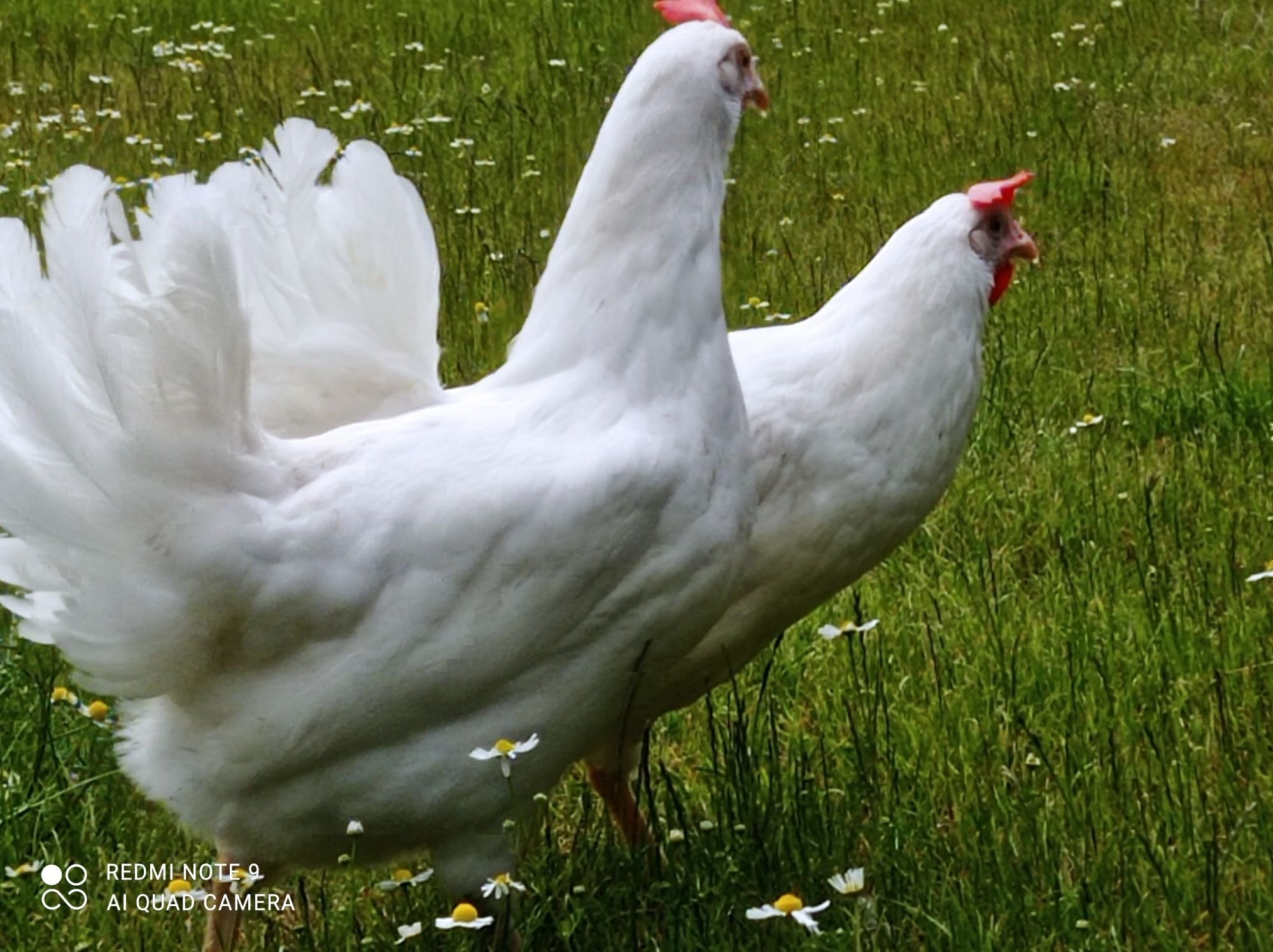 Kury Leghorn kury nioski rosa zielononóżki