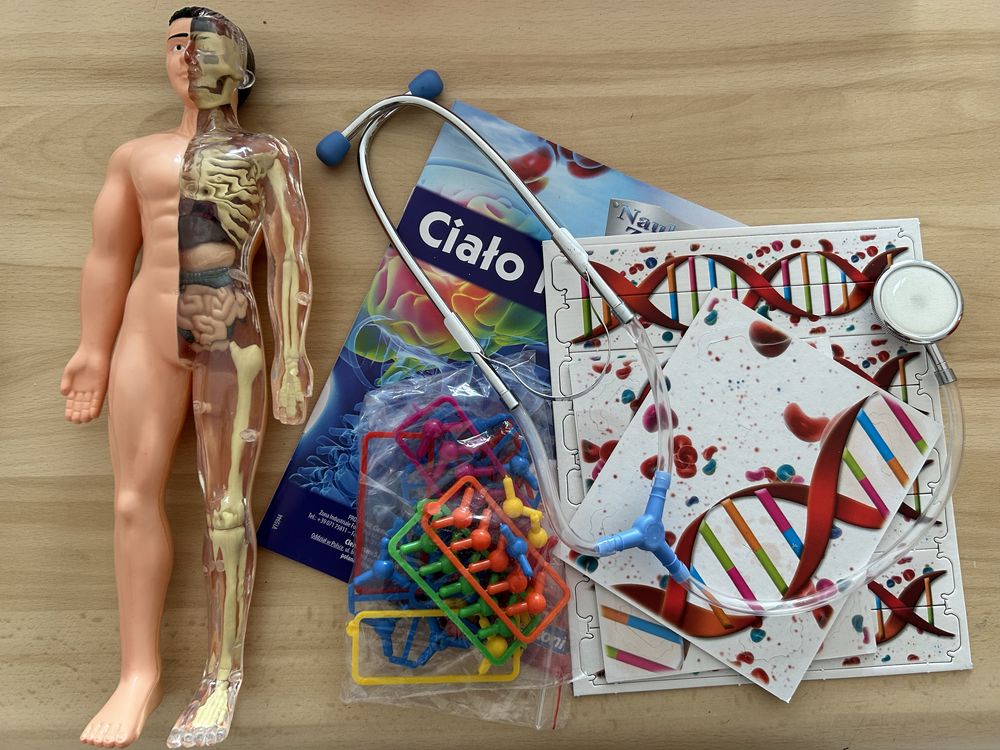 Ciało ludzkie - model ludzkiego ciala, model DNA, stetoskop