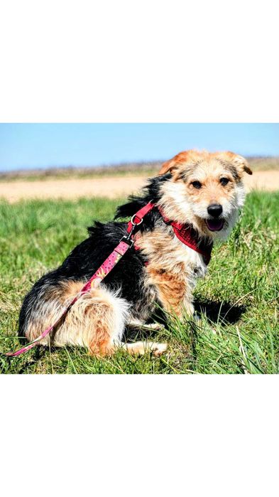 ŁAGODNY do dzieci, SZORSTKOWŁOSY, nieduży pies