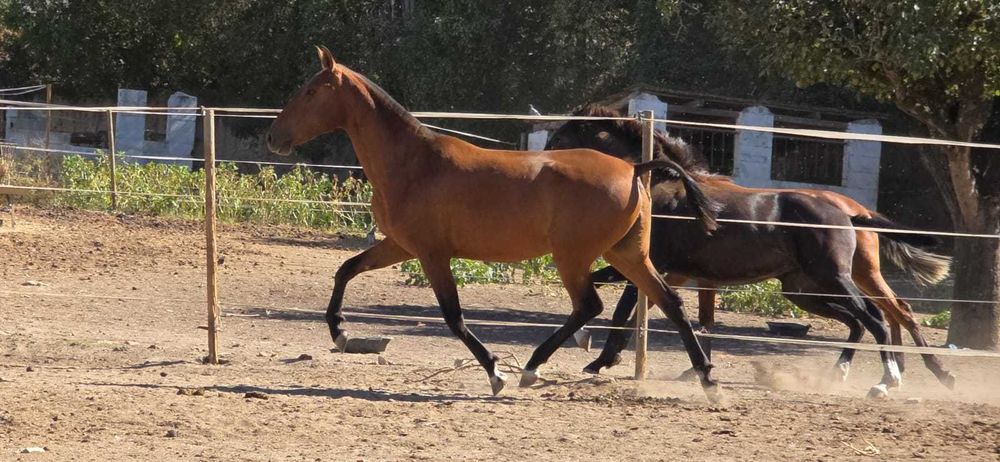 Poldra Lusitana 2 anos Típica