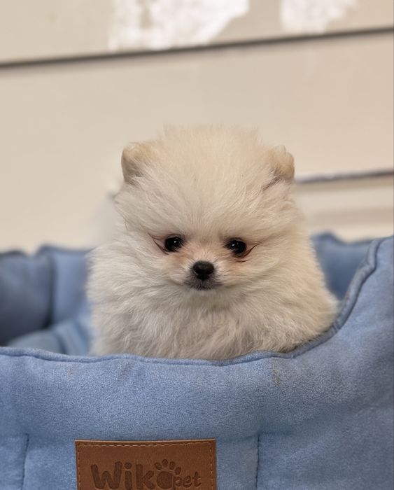 Szpic Miniaturowy PIĘKNY szczeniaczek