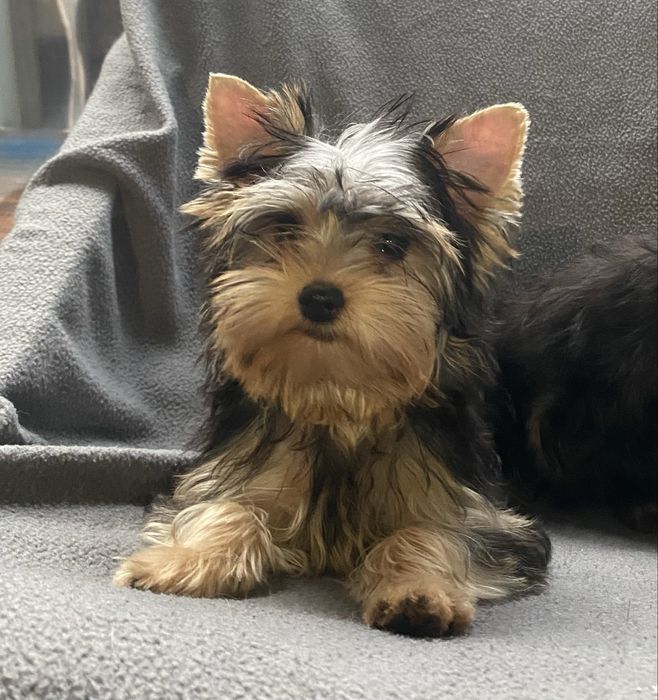 Йоркширские щенки