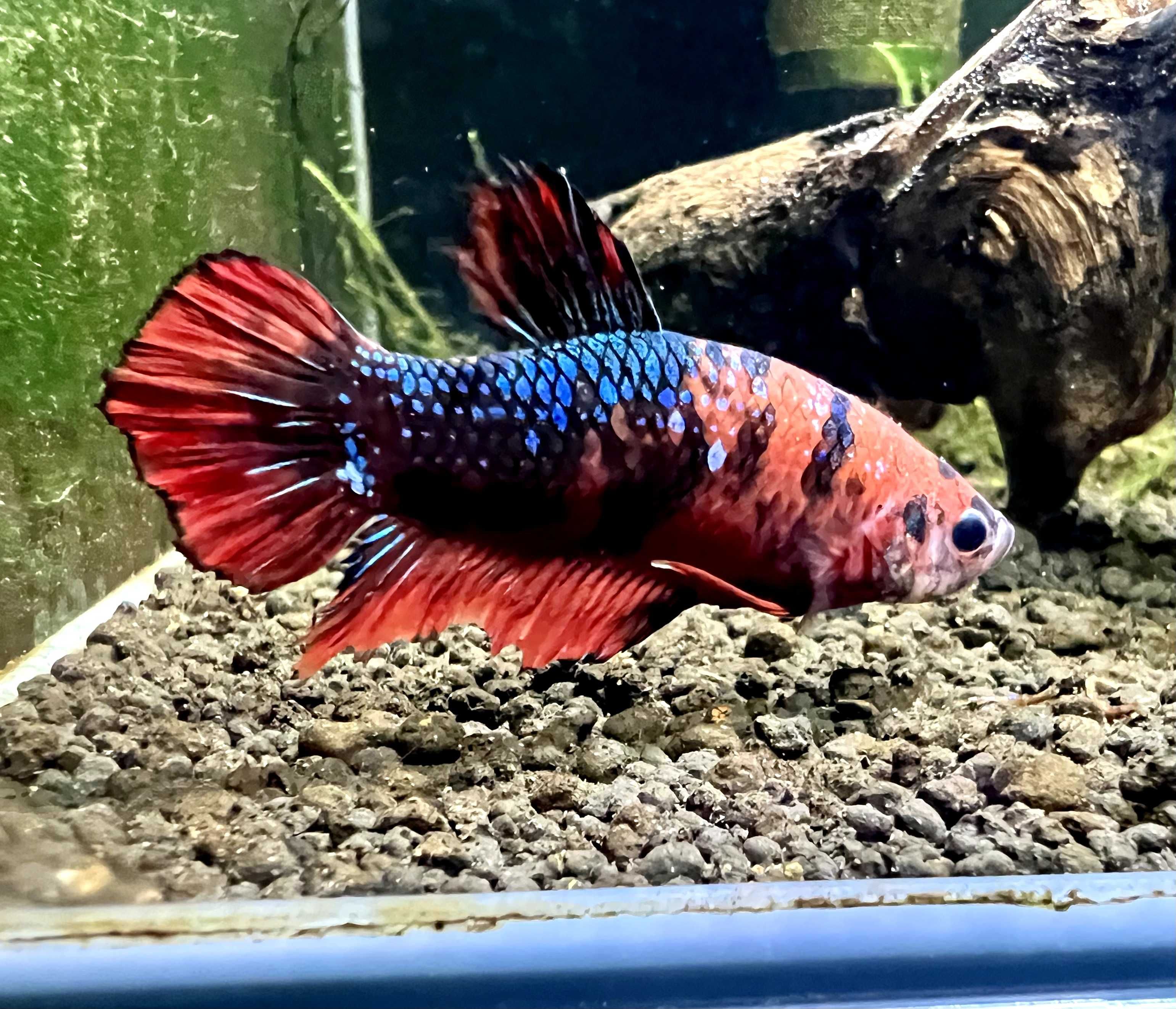 Betta Splendens Fancy Koi MACHO (fotos reais)