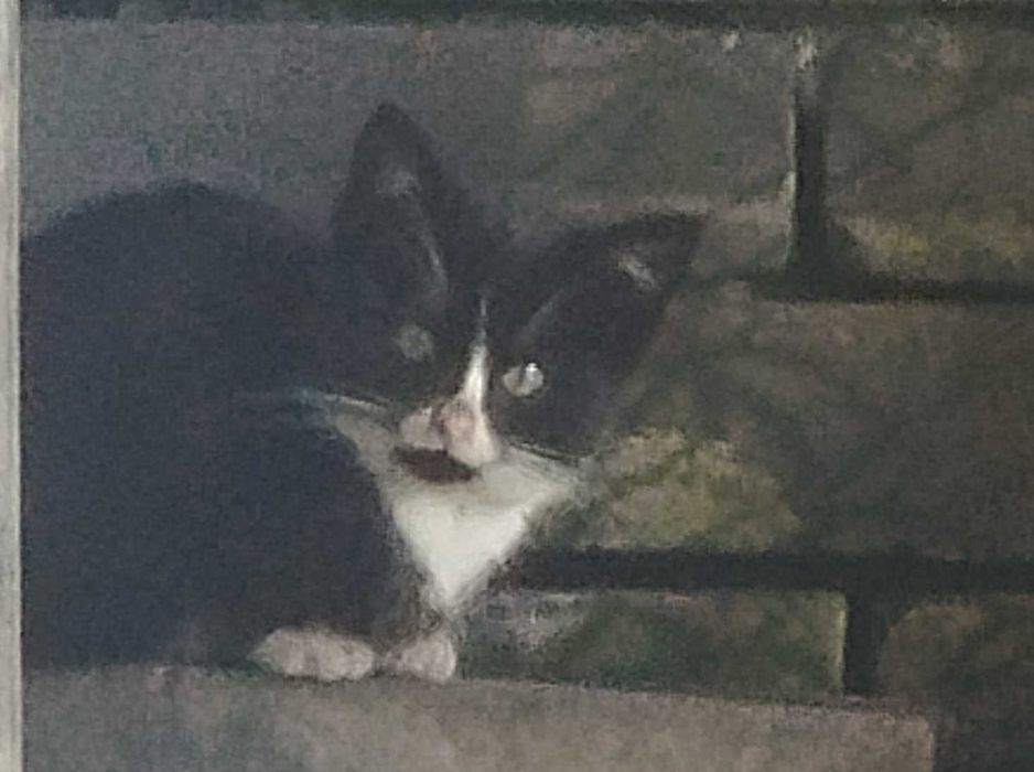 Oddam kotki w dobre ręce