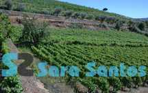 Quinta no Douro C/ Vinha e Oliveiras próximo do Douro- Poiares e C...