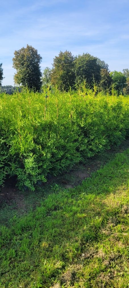 Tuja Brabant 160 cm tuje 140 thuja poznan drwesa