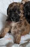Bichpoo/poochon.  Pudel/ bichon frise. Dziewczynka Lala.