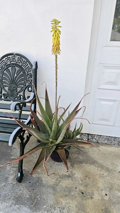 Aloe vera planta