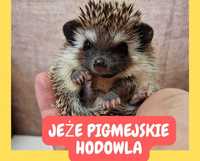 Jeż pigmejski, jeże Pigmejskie, Afrykański, Młode, Terrarium dla jeża