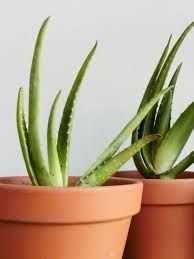 Plantas Aloe