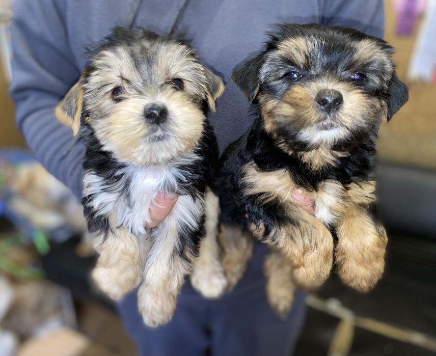 Дівчинка йорка стандарт