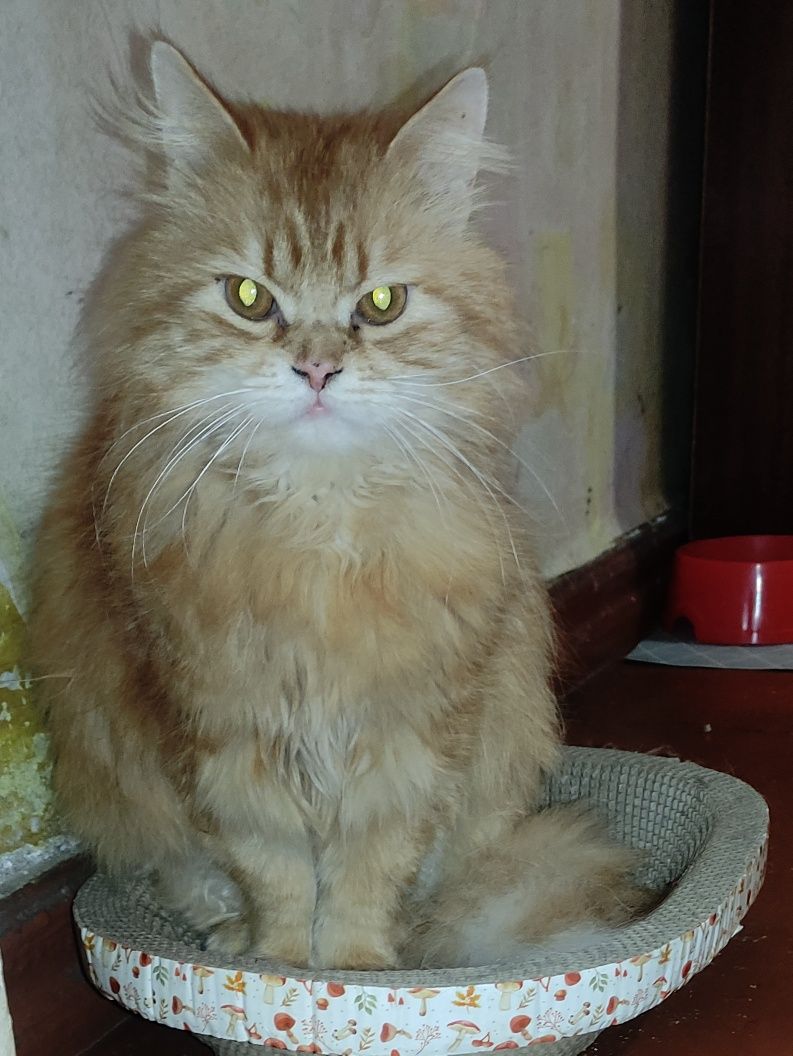 Срочно нужен дом для кота