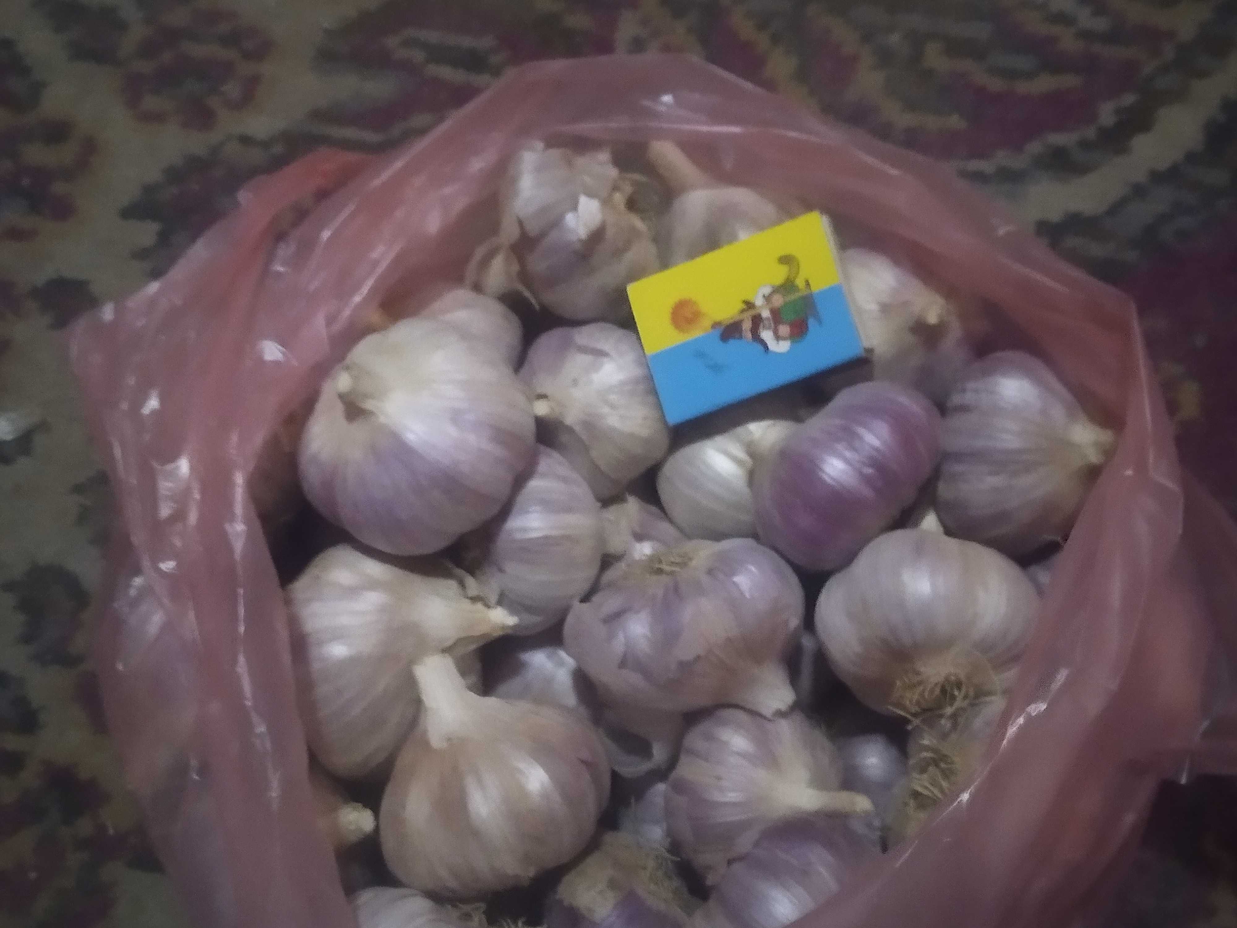 Продам часник озимий сорту Любаша