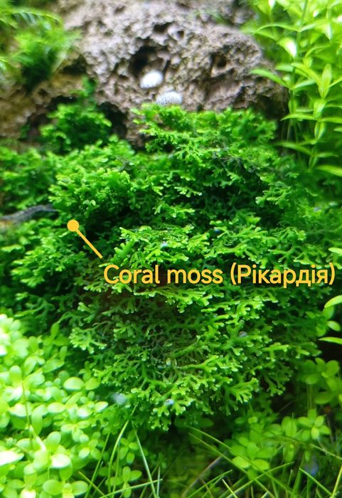 Акваріумний мох — 3 популярні види
