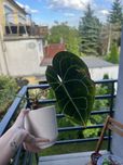 Anthurium do odratowania