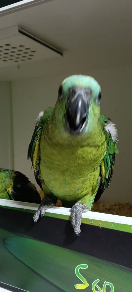 Papagaio aestiva
