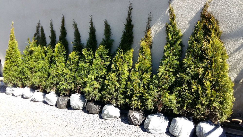 Смарагд Туя 0,5-2м,ялівець козац,коніка,самшит,хризантеми