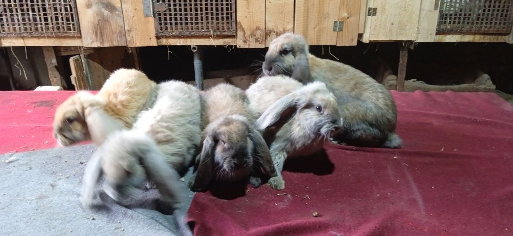 Продам кролі породи Французькі барани