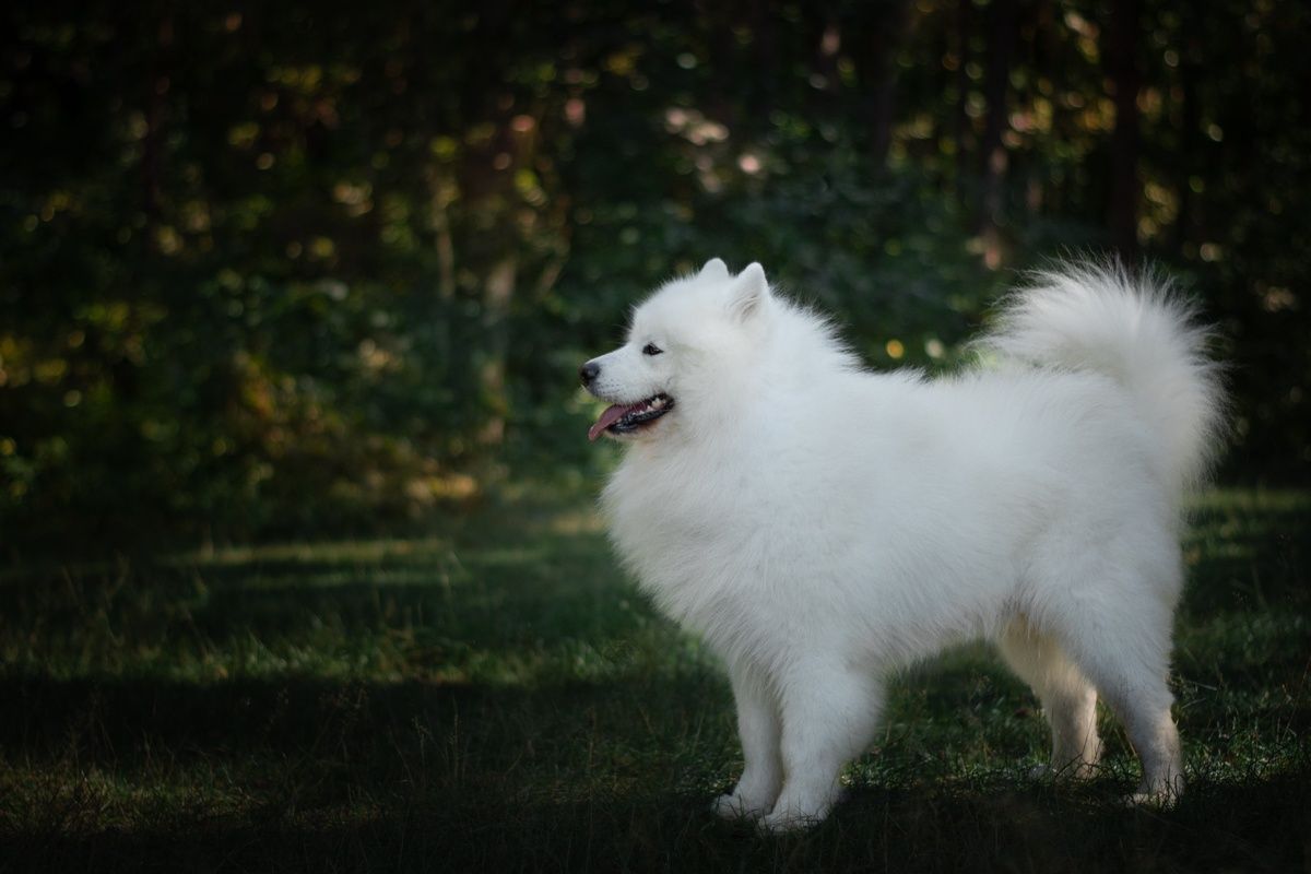 Reproduktor Samoyed FCI