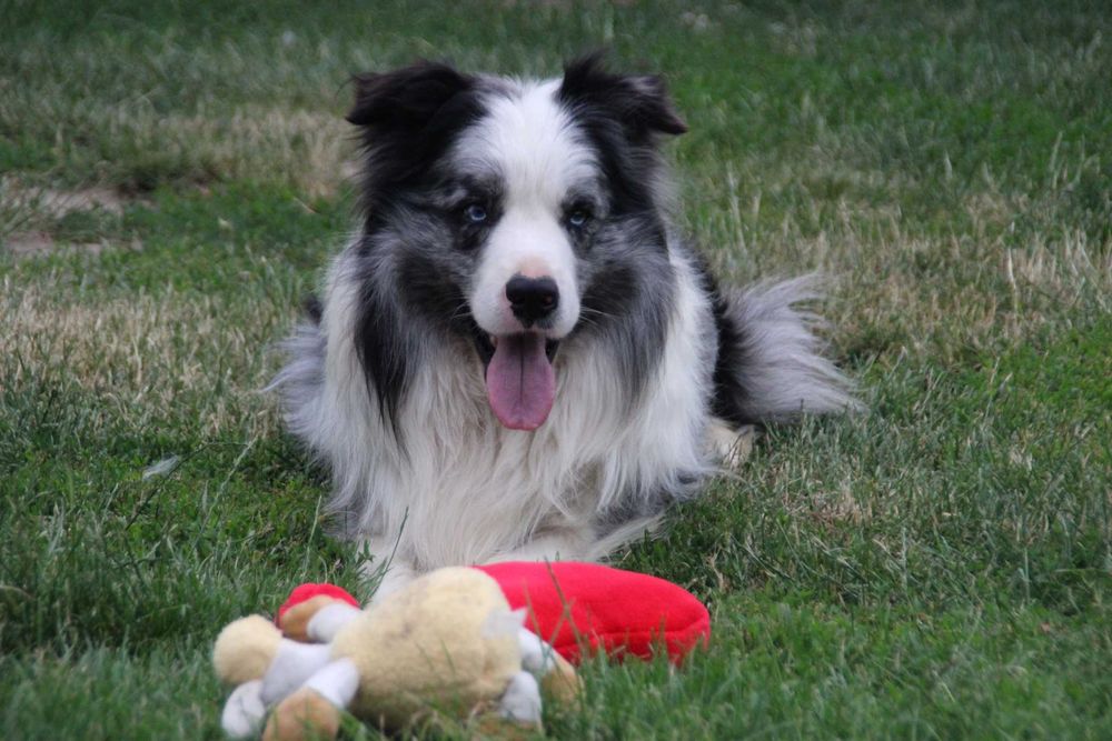 Border collie , chłopiec czarno biały ZKwP / FCI
