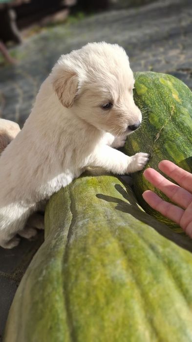 Собачки забавні звички