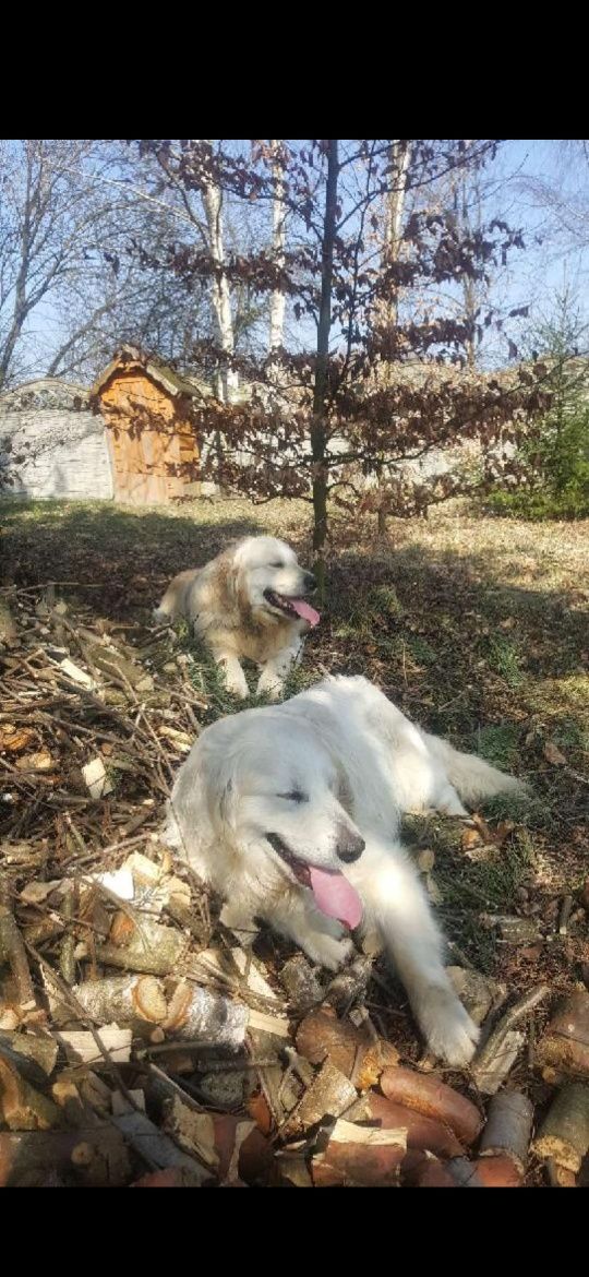 Pies Golden Retriever z Rodowodem i pełną dokumentacją FCE