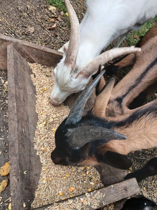 Альпийський козел