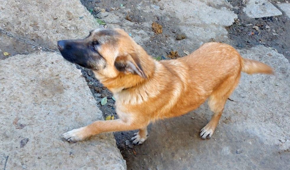 Відам у добрі руки собачку-дівчинка. 7м стерелізована.