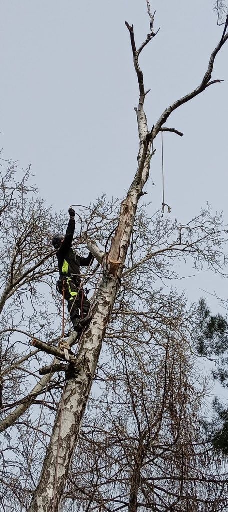 Najtaniej/szybka realizacja Arborystyka Wycinka Pielegnacja Drzew