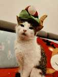 Kochany kocurek Sweety