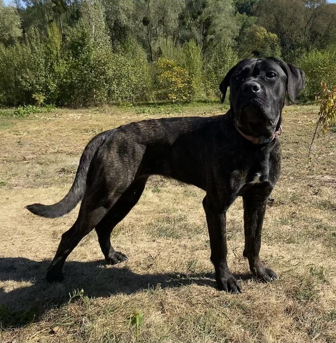 Кане Корсо , Cane corso italiano