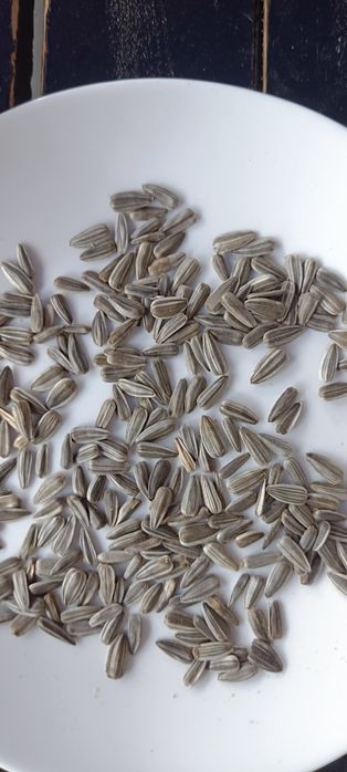 Продам корм для попугаев