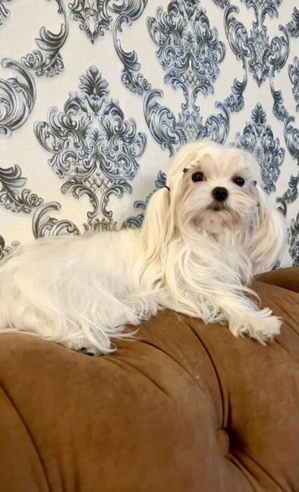 Maltańczyk Gotowy od 8 listopada