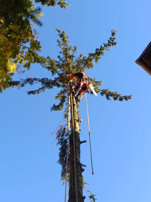 Apinistyczna wycinka drzew trudnodostępnych