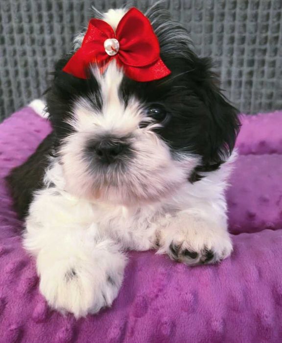 Olaf piesek Shih tzu gotowy do rezerwacji