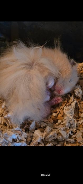 Chomik syryjski długowłosy młodziutkie chomiczki biszkoptowe i białe