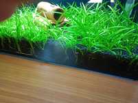 Strzałka Skrzydlata (Sagittaria Subulata)