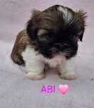 Sunia Shih-Tzu rezerwacja