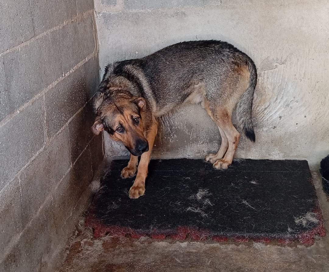 Cão de porte grande para adoção urgente!!