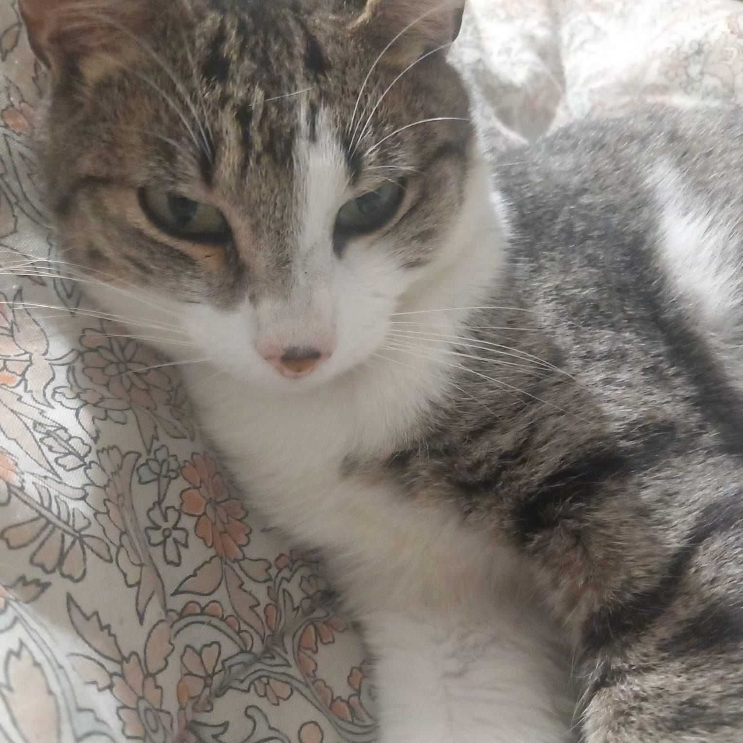 Gato macho para adoção