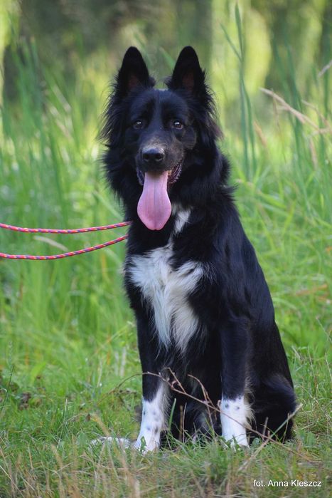 Daktyl – młody pies w typie border collie szuka aktywnego domu!