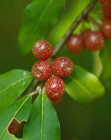 Groselheira e Uva Crispa