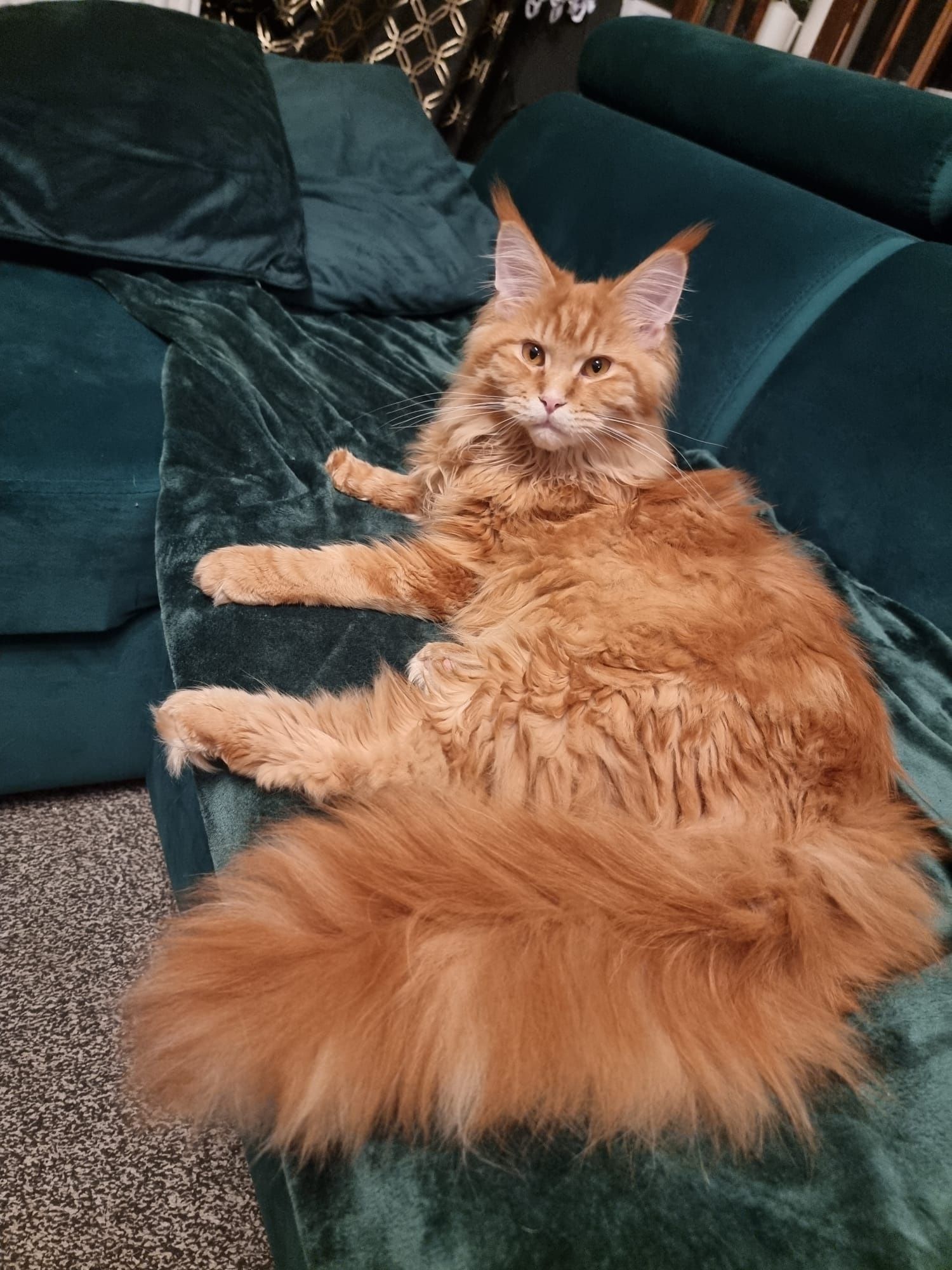 Duży Maine Coon PARYS