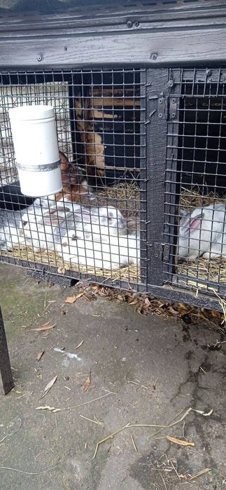 Кролі різних порід