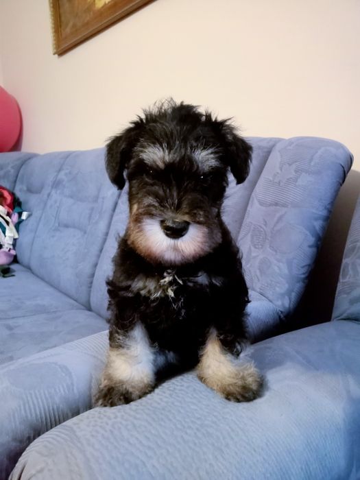 Sznaucer miniaturowy