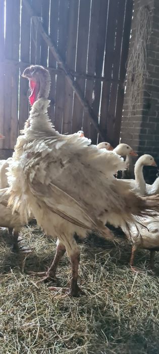 Indyki duże ekologiczne