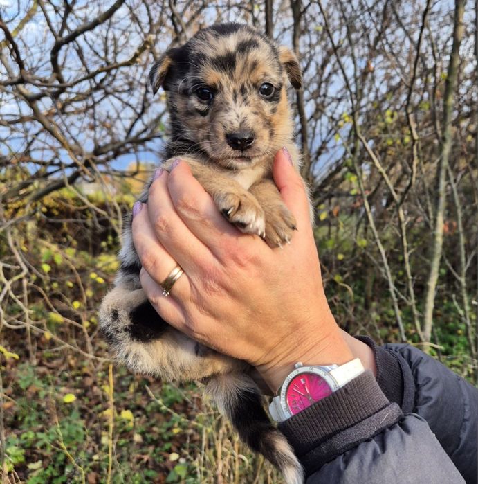 Цуценята-маленькі розбишаки в добрі руки безкоштовно