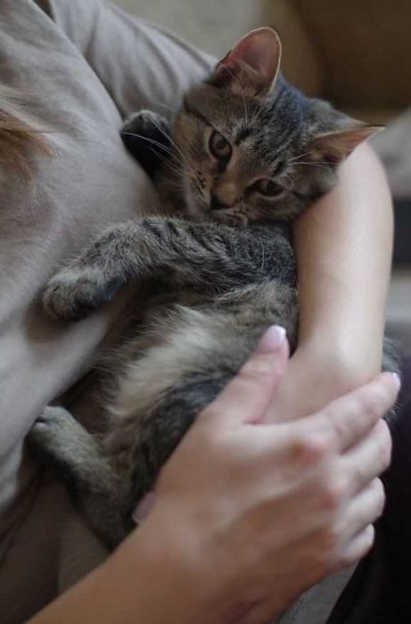 Cudny, mruczący kocurek do adopcji